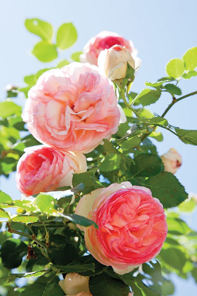 Old-English-Roses