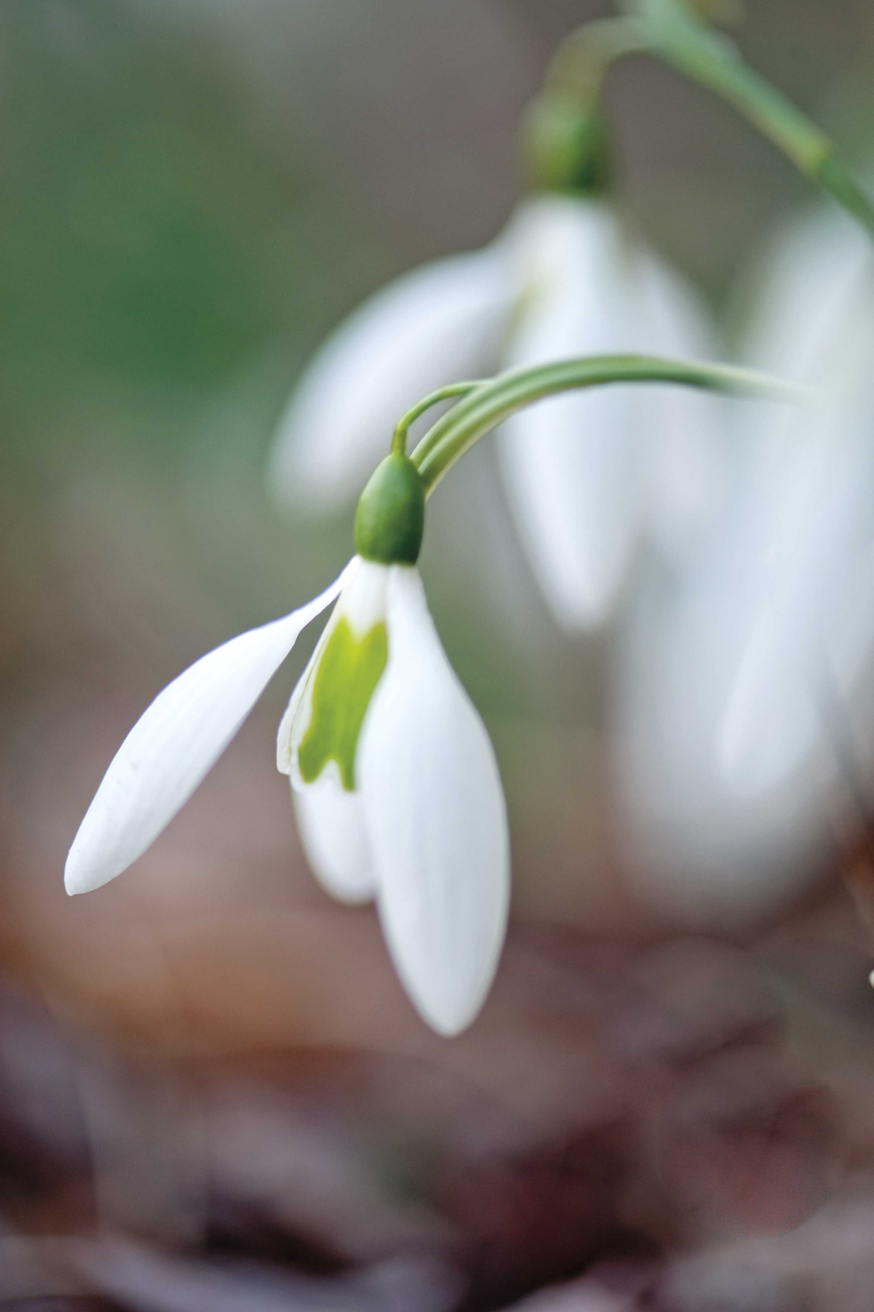 Drooping Snowdrop