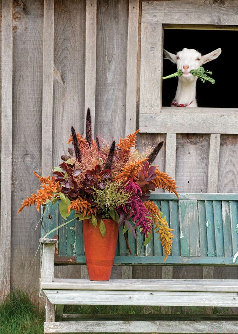 Fall Florals - Goat