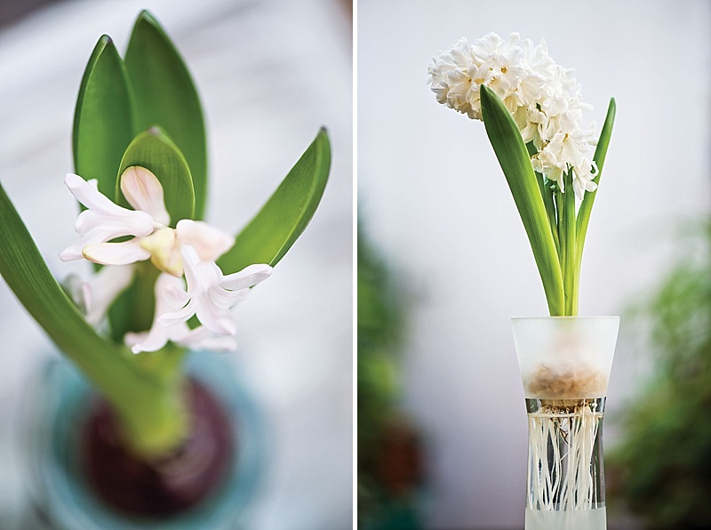 Hyacinths When You Need Them | The Cottage Journal 