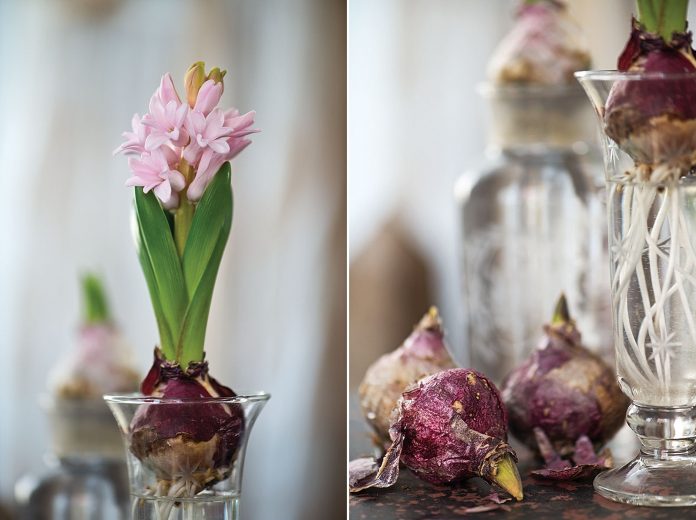 Hyacinths When You Need Them | The Cottage Journal