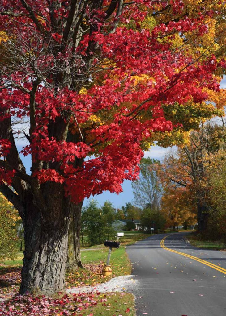 Vermont Leaves 
