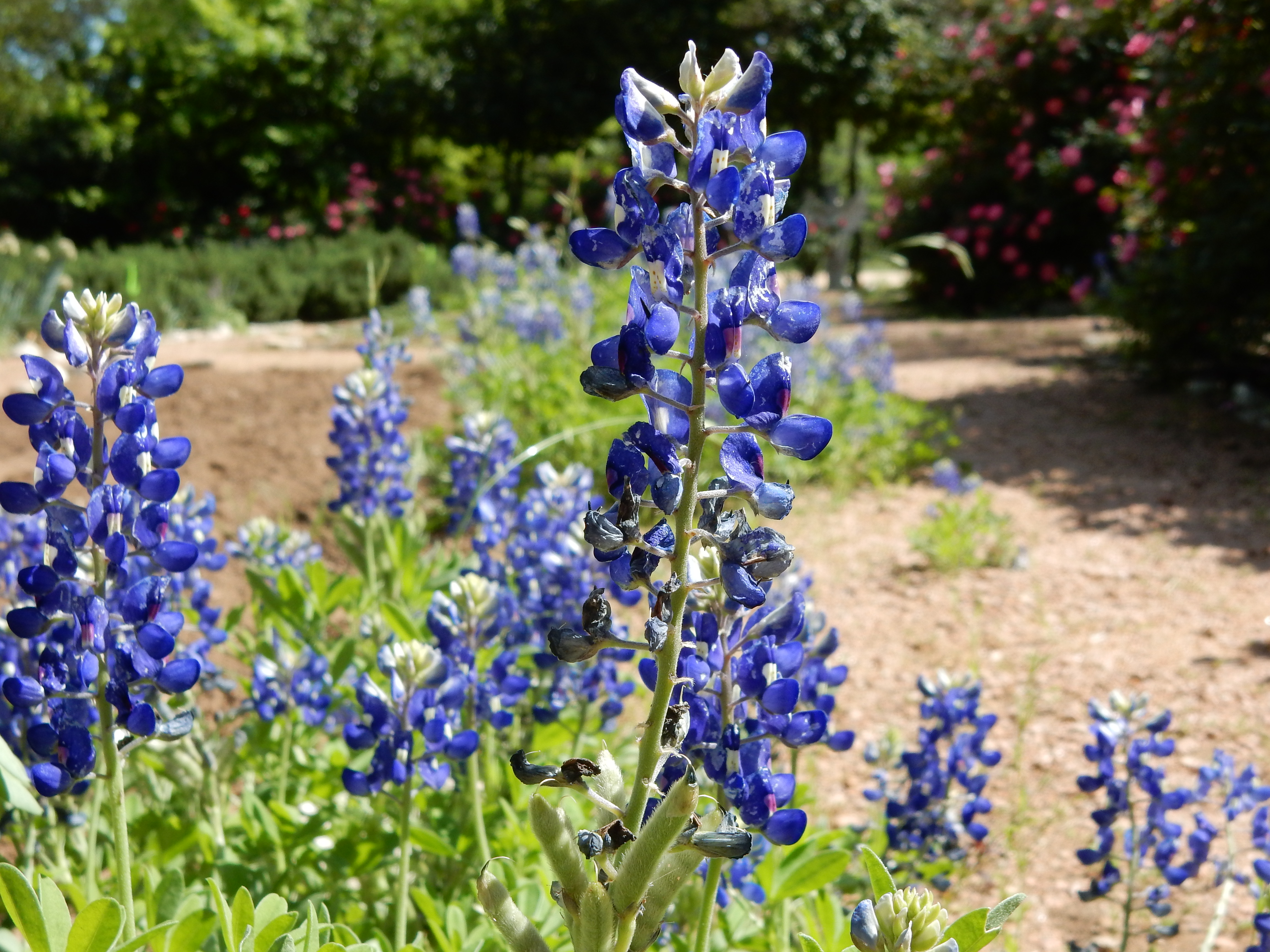 Download Texas Wildflowers in Bloom - Cottage Journal