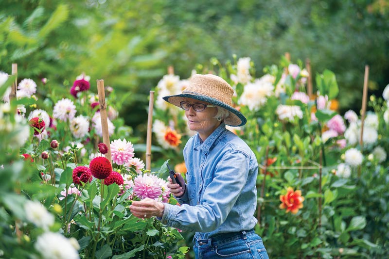 Artist Sus Miller picks dahlias from her garden