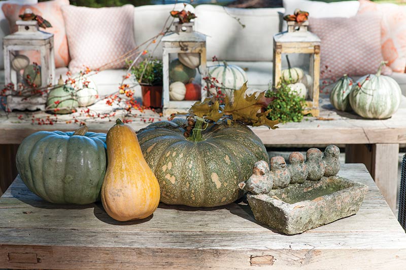 pumpkin arrangement on coffee table