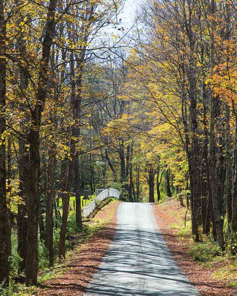 Vermont autumn forrest
