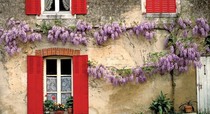 An exterior covered with wisteria.