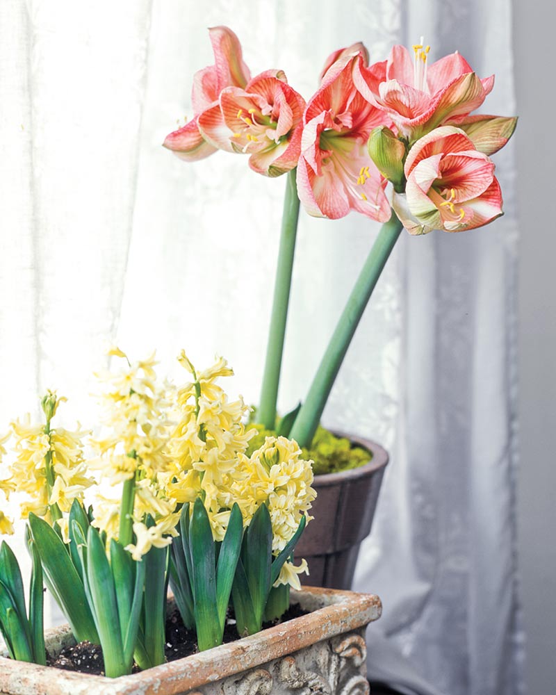 A pink amaryllis and yellow flowers on a table in front of the window.