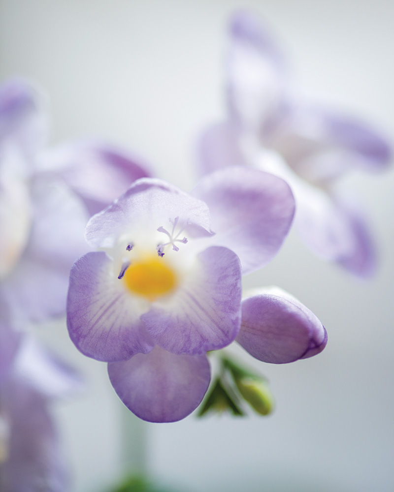 A zoomed in shot of a purple-and-white freesia bloom.