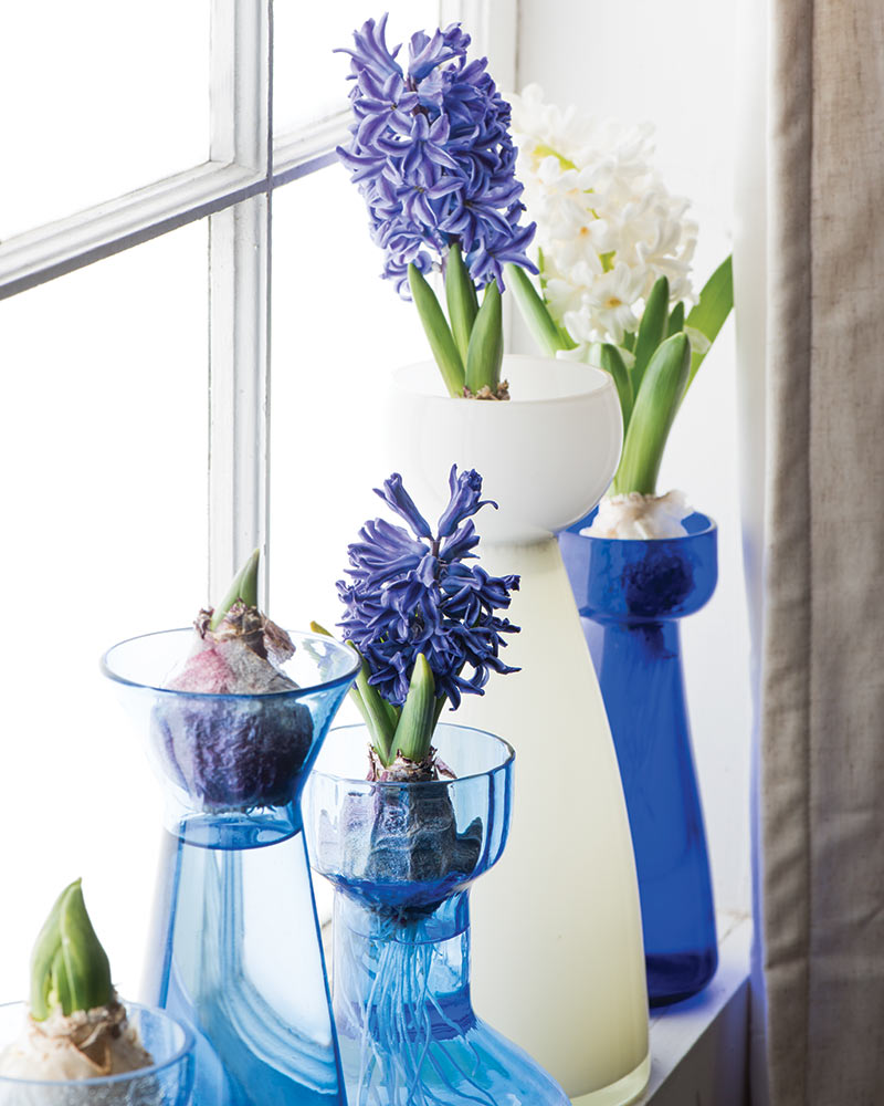 Blue and white hyacinth bulbs in blue and white glass vases on a windowsill.