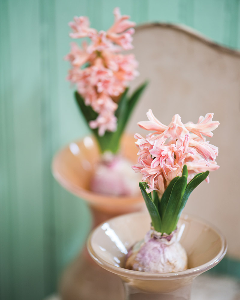 A pair of pink hyacinth bulbs. 