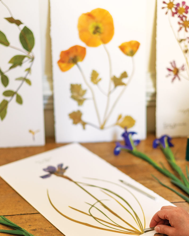 Botanical prints on a desk.