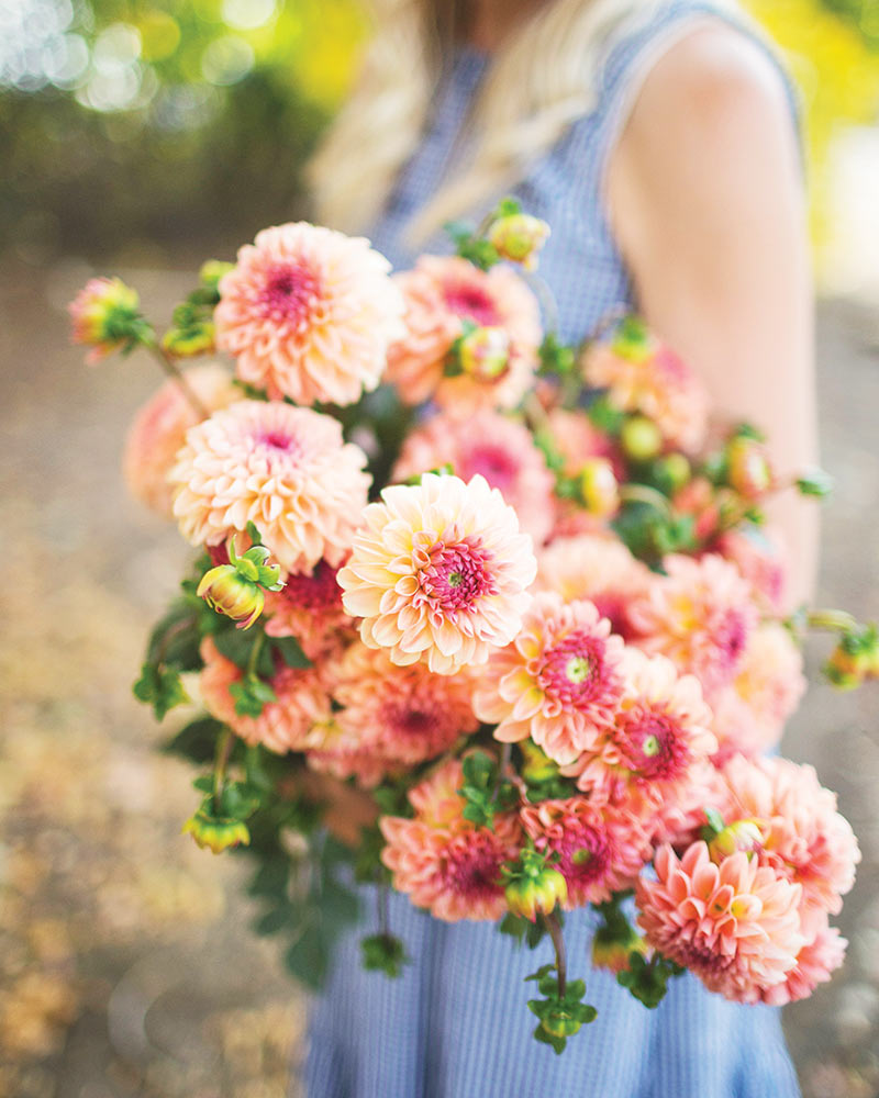 A female holding a bouquet of pink dahlias.