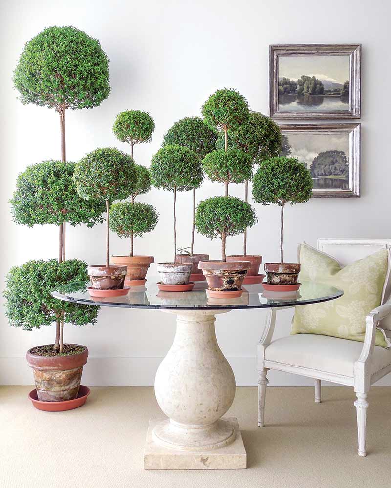 A collection of topiaries displayed en masse on a table.