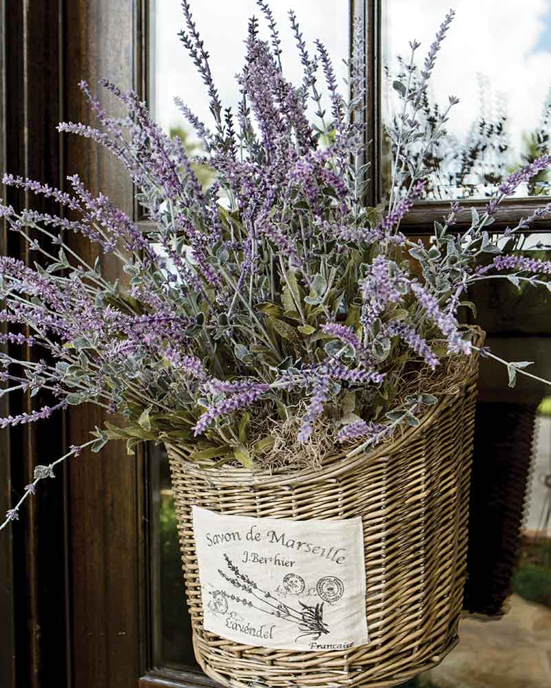 A hanging basket full of lavender.
