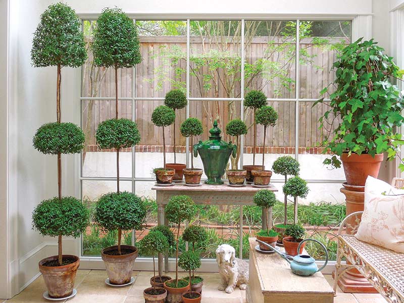 A sunroom with a collection of topiaries.