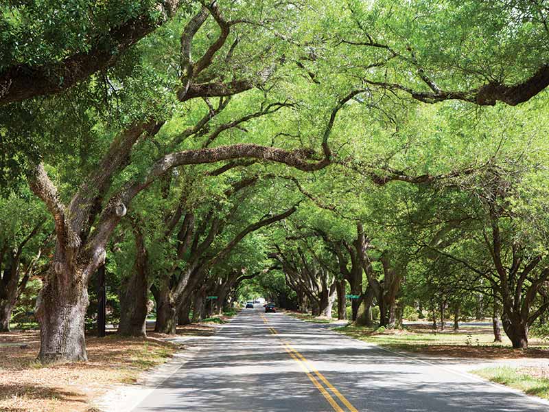 A tree-lined road in Aiken, SC. 