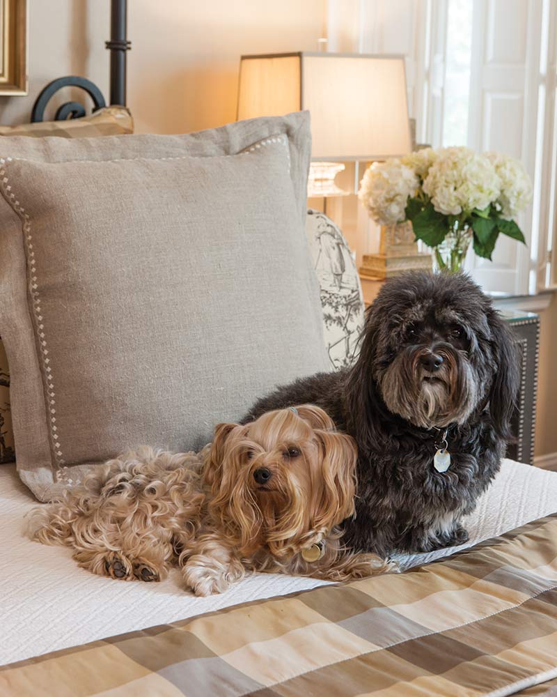 A pair of dogs sitting on a bed.
