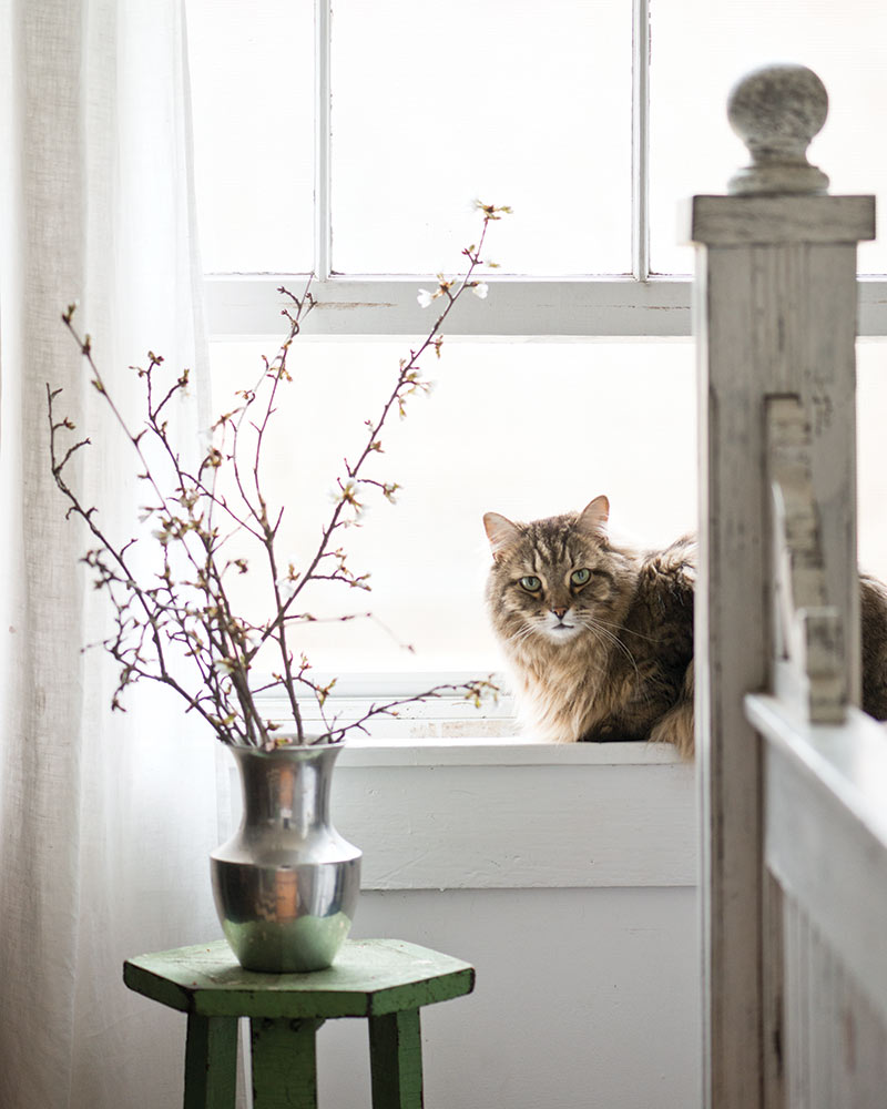 A cat sitting in the windowsill.