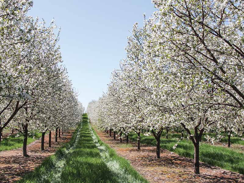 A cherry tree orchard in Door County, WI. 
