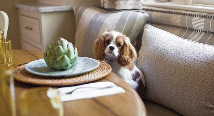 A Cavalier King Charles spaniel seated at a breakfast table.