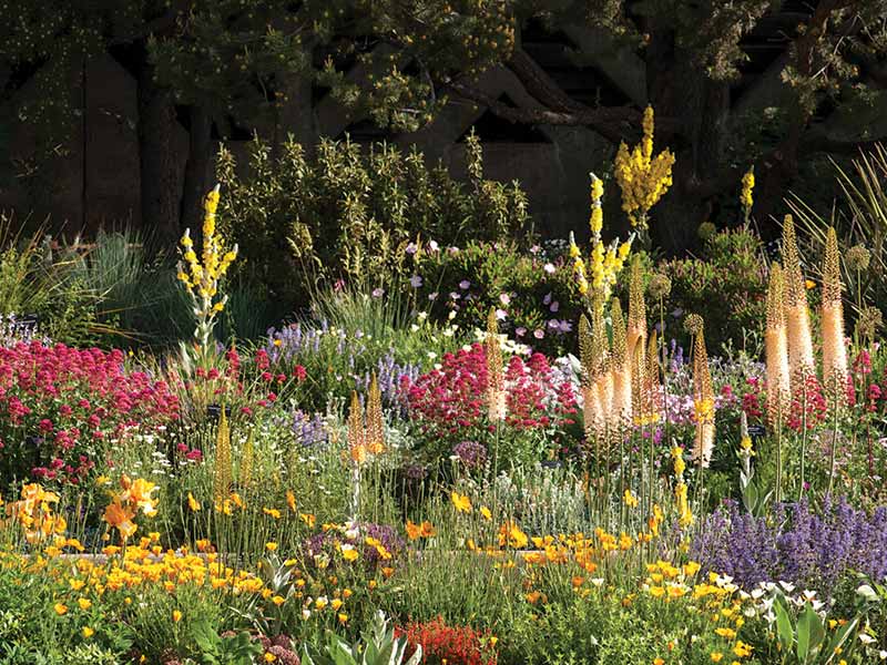 A flower bed with colorful wildflowers.
