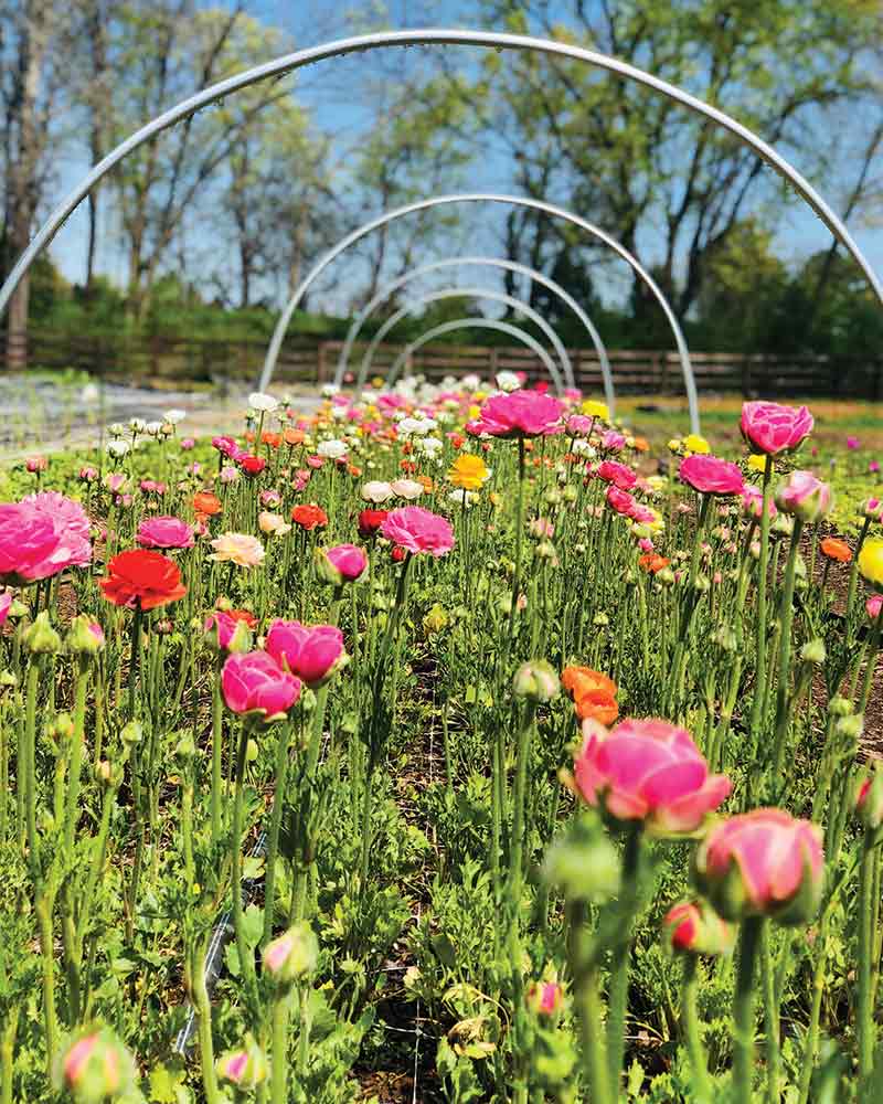 A field of colorful ranunculus blooms.