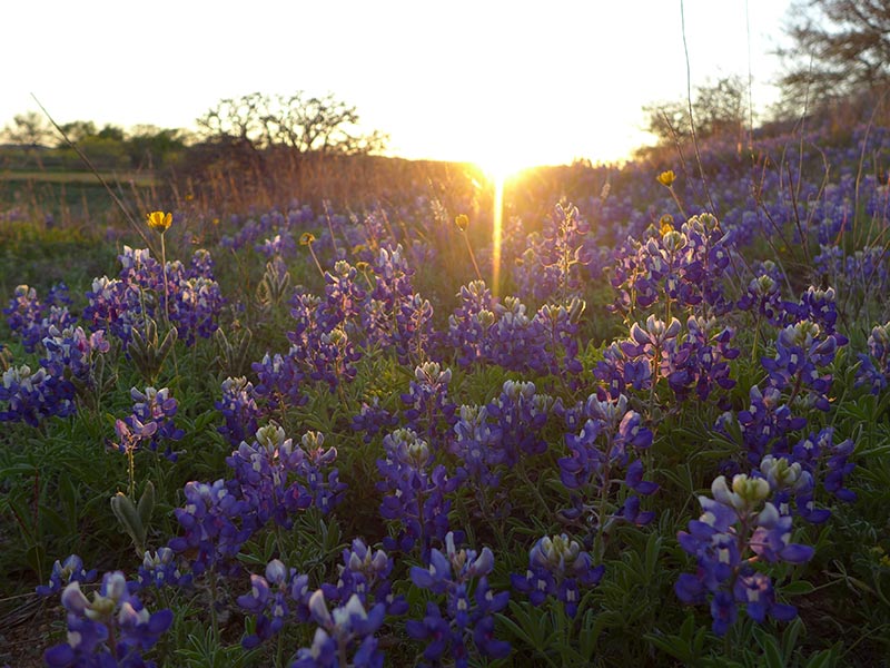 A field of bluebonnets at sunset in Fredricksburg, TX.