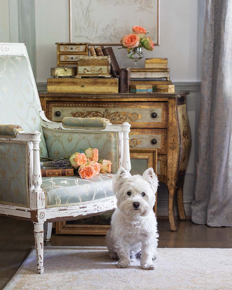 A West Highland White Terrier posed in front of antiques.
