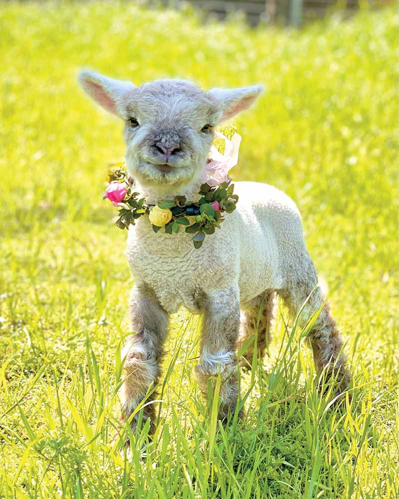 A lamb with a floral wreath around its neck.