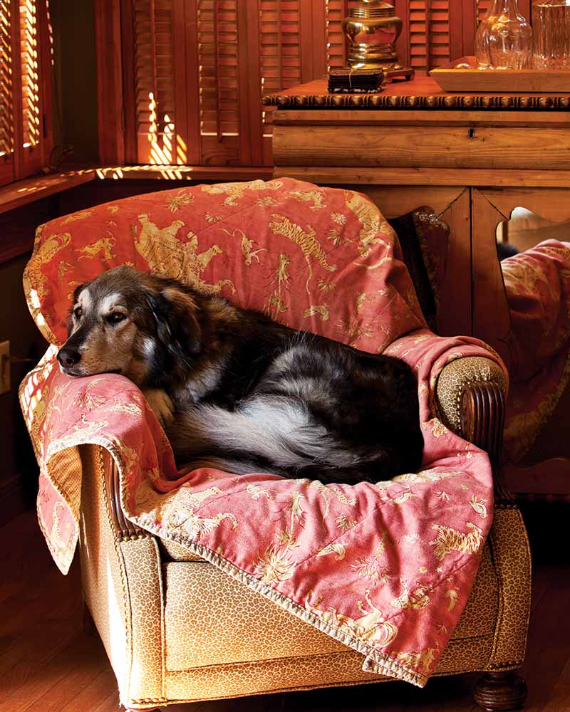 A dog in an armchair with a quilt.