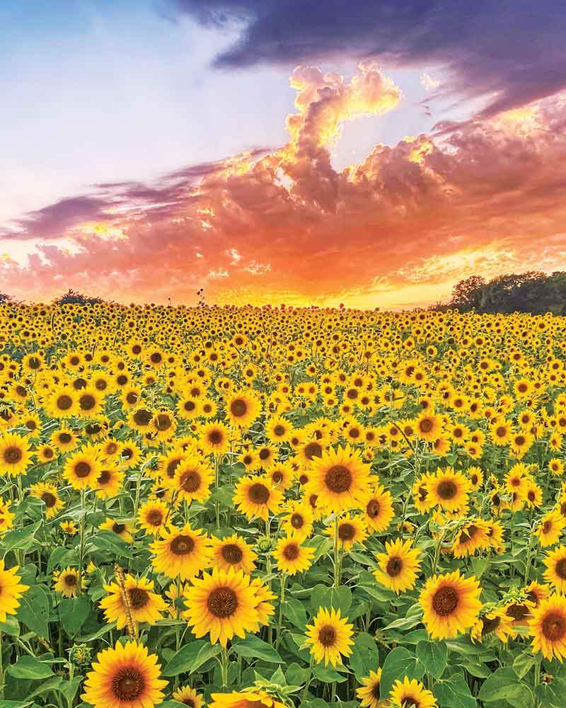 A field of sunflowers at sunset. 