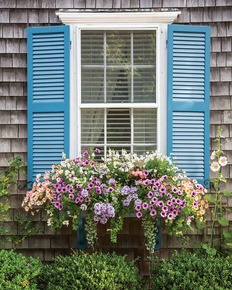 A window with blue shutters and a window box overflowing with flowers.