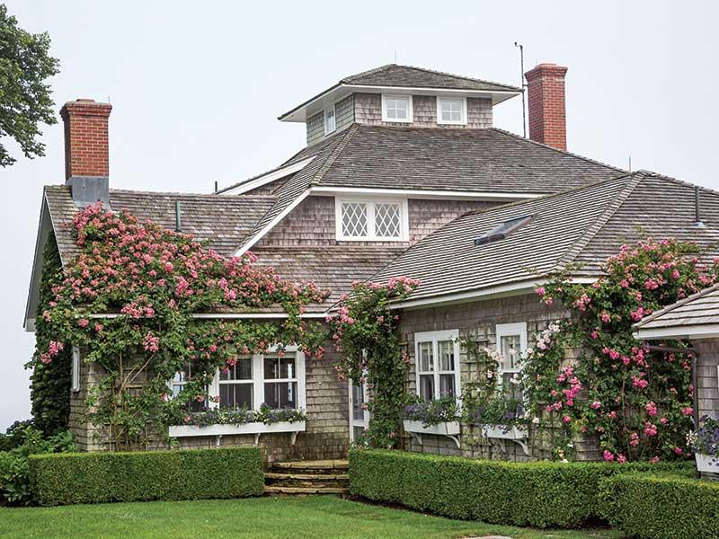 The exterior of a rose-covered Nantucket cottage.