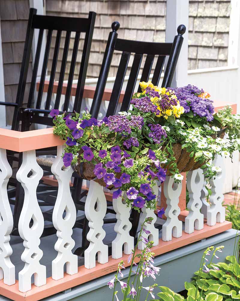 A window box with purple flowers on the railing of a porch.